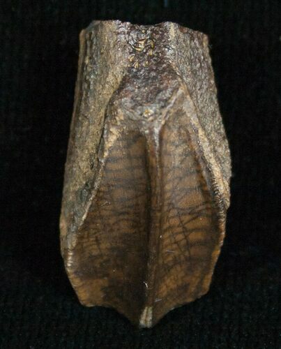 Beautiful Hadrosaur Tooth (Duck-Billed Dinosaur) #5681